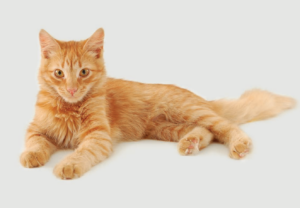 SPECIFIC™ – Diety pro kočky se souběžnými problémy