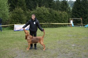 Klubová výstava plemena Bloodhound 24.5.2025, Donovaly