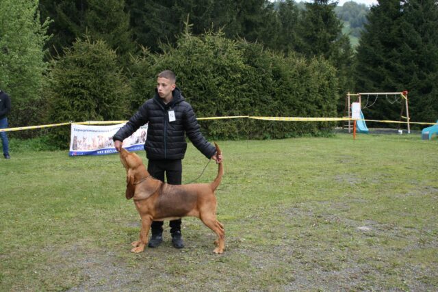 Klubová výstava plemena Bloodhound 24.5.2025, Donovaly