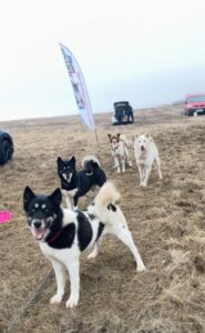 Preteky psích záprahov